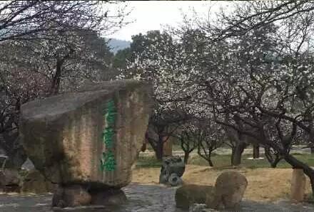 香雪海賞梅