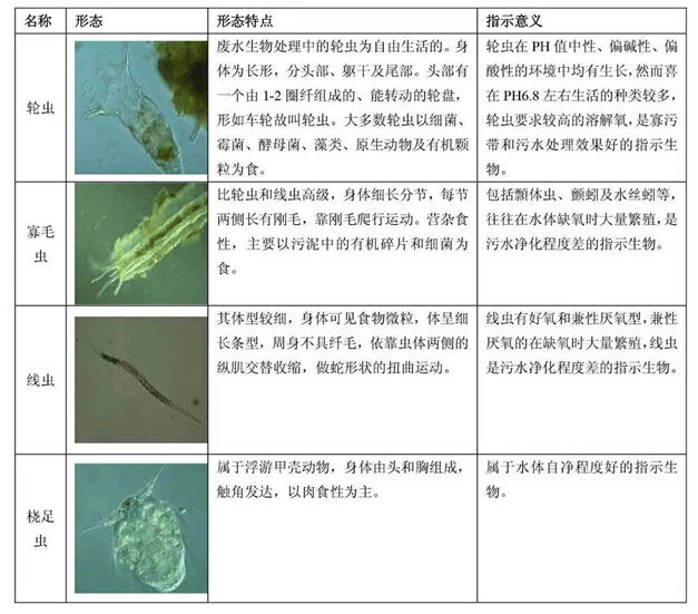 污泥馴養(yǎng)期間對活性污泥的鏡檢方法及相關(guān)圖解